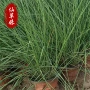时令绿化花海粉黛花苗