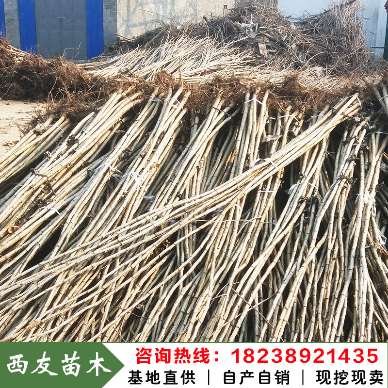 杨树苗木出售 大量供应107杨树苗 速生无飞絮五年成材经济效益高