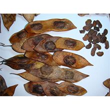 正宗海南黄花梨种子 印度小叶紫檀种子 金丝楠木树种子 菩提种子