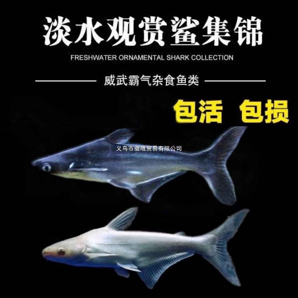 Freshwater shark live tiger shark ornamental fish large tiger head…