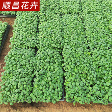 一串红小苗穴盘苗 大量供应小区绿化植被 基地批发一串红穴盘苗木