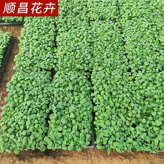 一串红小苗穴盘苗 大量供应小区绿化植被 基地批发一串红穴盘苗木