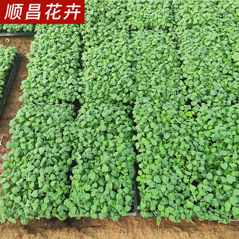 一串红小苗穴盘苗 大量供应小区绿化植被 基地批发一串红穴盘苗木
