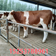 活体肉牛犊养殖场出售怀孕母牛改良西门塔尔牛肉牛苗牛苗价格