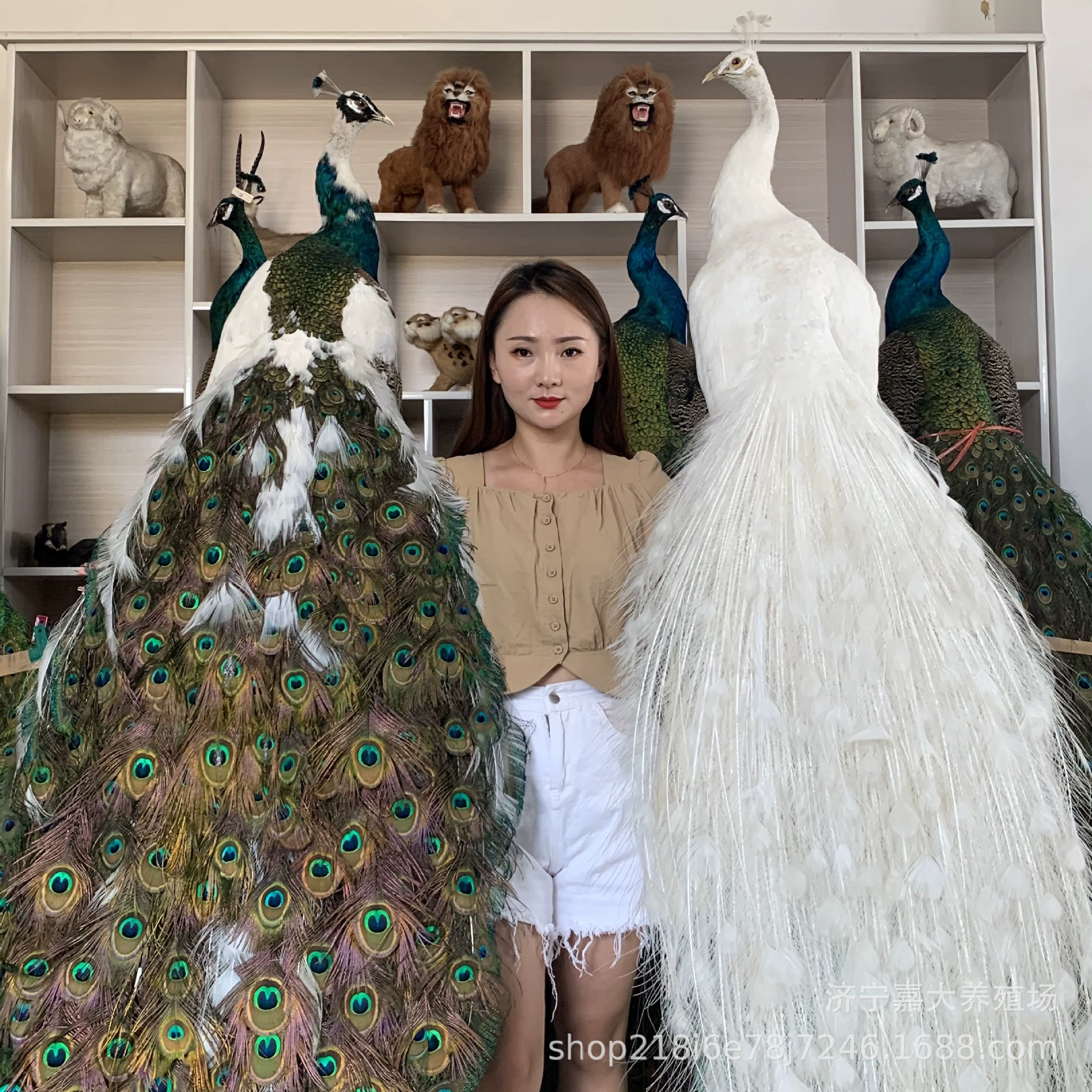 Домашний образец павлина украшения для продажи образец синего павлина образец белого павлина образец цветок украшение образец павлина