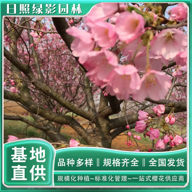 Производственная база сакуры 7 см Эдо Сакура Рассада Где находится ценовой рынок