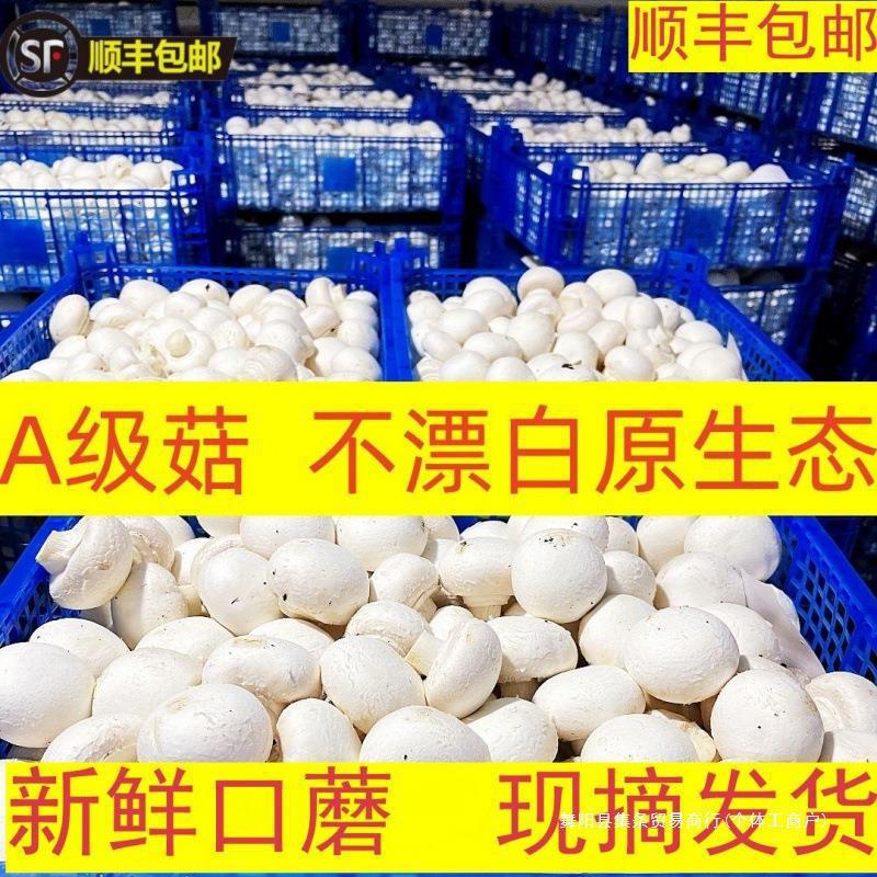 蘑菇食光口蘑白双孢菇山东基地现摘250.克顺丰批发用