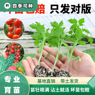 �ļ�С�������������԰������t�������＾�������ǧ���}Ů����