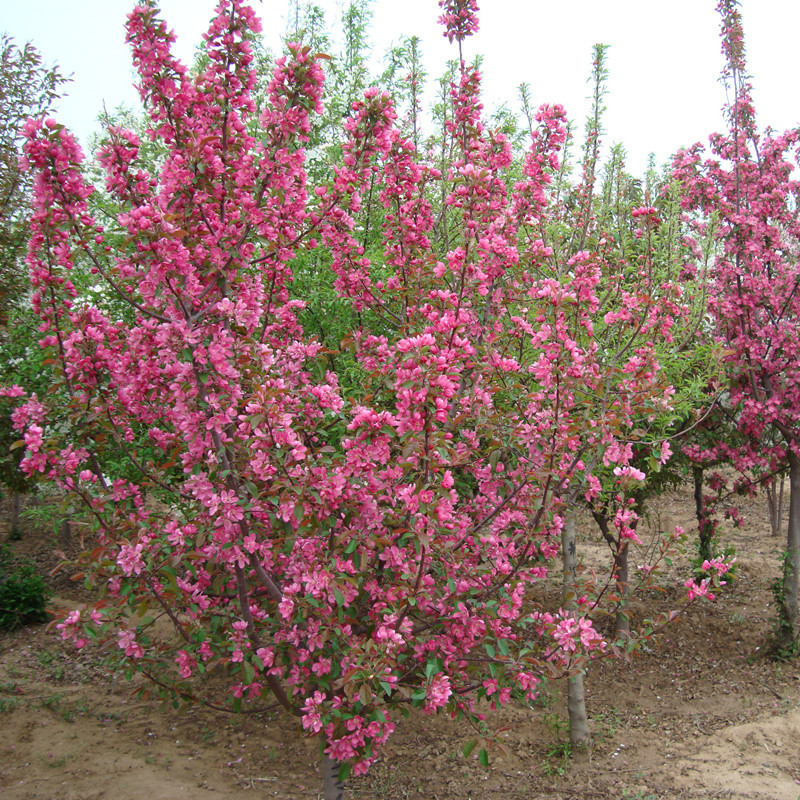 高杆海棠别墅庭院观花风景树高杆垂丝南北方四季地栽苗木西府海棠