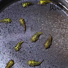 河豚观赏鱼金娃娃淡水小小型生气鼓肚子好养耐活巧克力娃娃