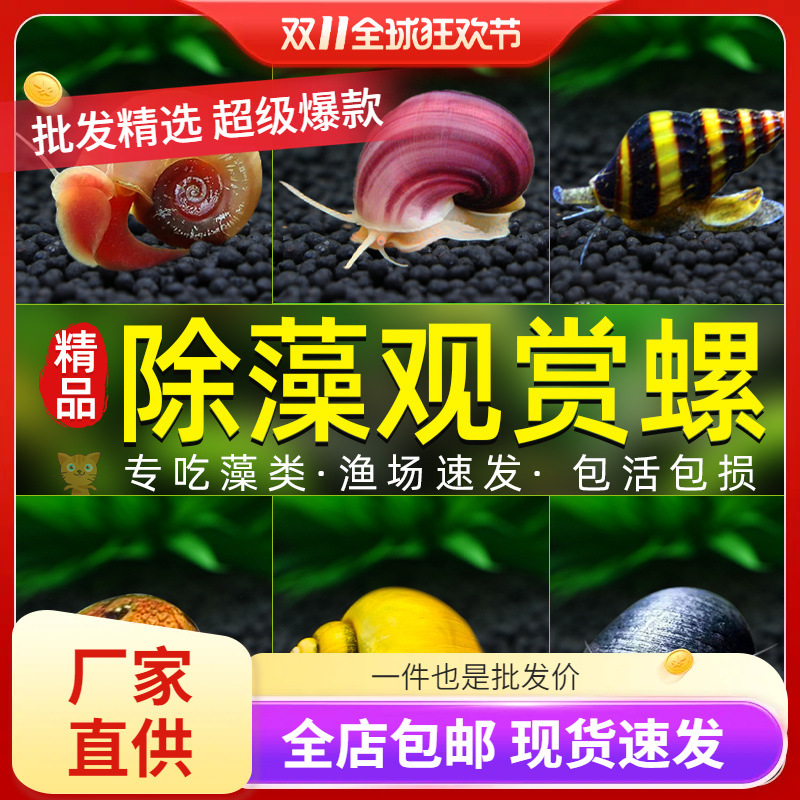 螺鱼缸清洁鱼冷水淡水除藻工具螺粪便清理净化水质大型观赏螺