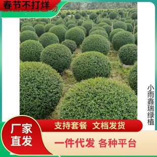 С�~Ůؑ�����辰�䘶���Θ���ͥԺ�e���G��ֲ���^�~�G����ľ