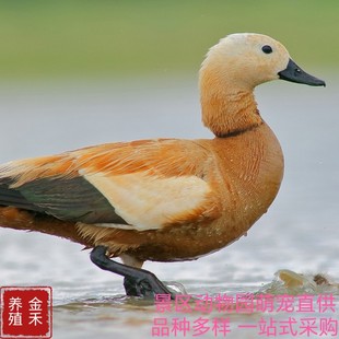 ���N�^�p���^�pˮ�݌������l�����µ����������w�����Xһֻ ���