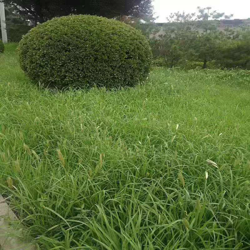 Защита склонов семян газона Крепление почвы Корень бермудаграрис Baixi Mang South Устойчивые к жаре и засухе цветы и кустарники