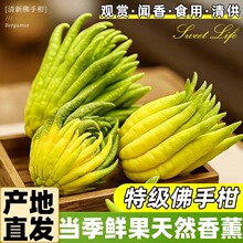 佛手柑鲜果新鲜佛手瓜切带枝室内摆件清供观赏闻香可食用花卉盆栽