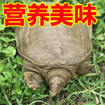 A fry living thing Bastard Seafood The Chinese people Laobie Tortoise Aquatic products