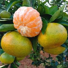 橘子新鲜桔子水果青桔水果柑橘蜜橘蜜桔蜜桔青皮蜜桔青皮橘子