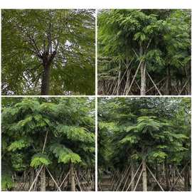 铁刀木袋苗15-16cm复绿行道树批发易种好养