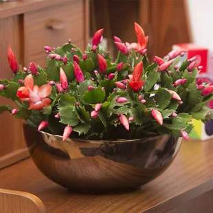 зצ�m���Ԏ������M����Ʒ�N�ذ�߶�зצ�m�����҃�ֲ�ﻨ�ܾGֲ