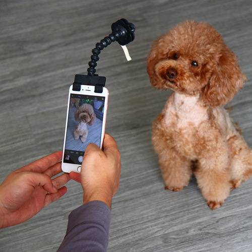 Pet selfie stick for dogs and cats looking at the camera phone clip pet selfie artifact pet selfie stick