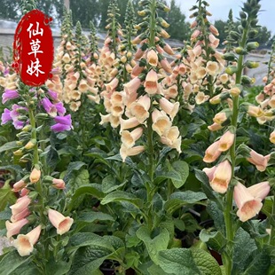 ë���S���� �ͺ��ͺ��޸����ܻ��� �_������S��R�������ݻ��G��