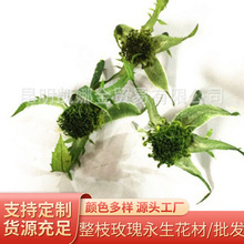 整枝玫瑰永生花材配材永生花萼礼盒保鲜花DIY枝条圣诞生日礼物