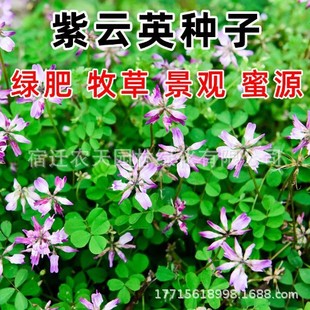 ���Ӣ�N�Ӽt�����B����Դ���Q�㶹���@�G��ë�����Ͳ˻������ݷN