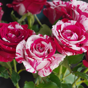 One-Piece Drop-Shipping Julio Rose Flower Seedlings Potted Striped Fragrant Shrub Cut Flower Rose Courtyard Balcony Flower