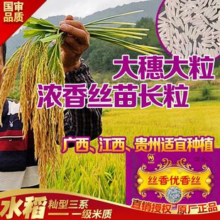 �z�マ��zһ���s��ˮ���N���L����z��N�ӏV���V�|������������