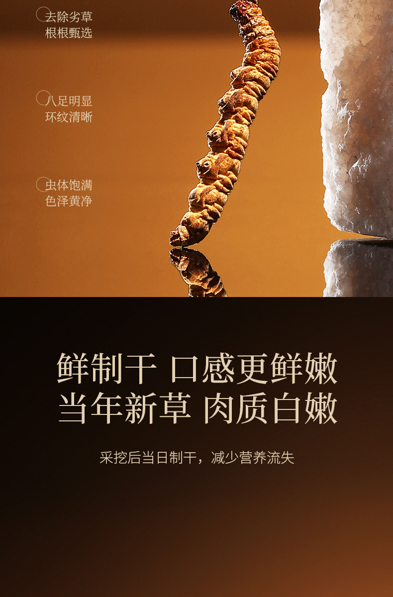 Premium Cordyceps Gift Box Dong Chong Xia Cao 5g Wild-Harvested Qinghai Origin Whole Stems quality and texture