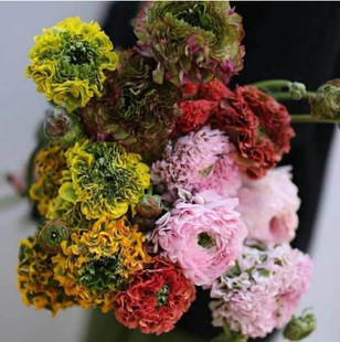 Multi-Color Ranunculus Bulbs, Peonies, Perennial Bulbs, Balcony Potted Plants, Courtyard Flower Border Planting Ranunculus