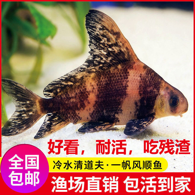 Smooth Sailing Redfish Fry Freshwater Coldwater Cleaner Fish Ornamental Fish Live Mermaid Fish Easy to Care for Cleaning Tool Fish Smooth Sailing Redfish Fry Freshwater Coldwater Cleaner Fish Ornamental Fish Live Mermaid Fish Easy to Care for Cleaning Tool Fish