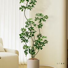 �߶��p�����_ľ����Gֲ�҃ȿ͏d�����Է���ֲ������b�