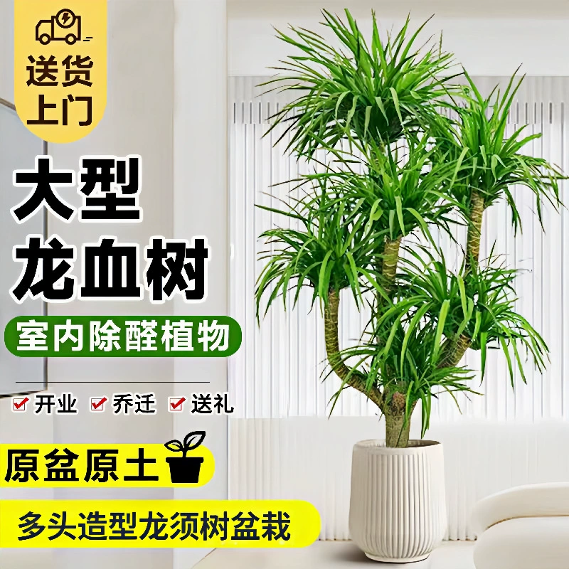 Большое зеленое растение в гостиной, горшечное растение «Древо крови дракона», новоселье, поглощение формальдегида, двухслойное многоголовое дерево «Драконий борода» внутри и снаружи офиса.