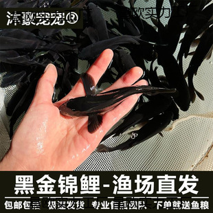 �����ɫ���P�\���\�a��ڲݽ�С���~���B�ͻ���ˮ�^�p�~���ֵ�ˮ