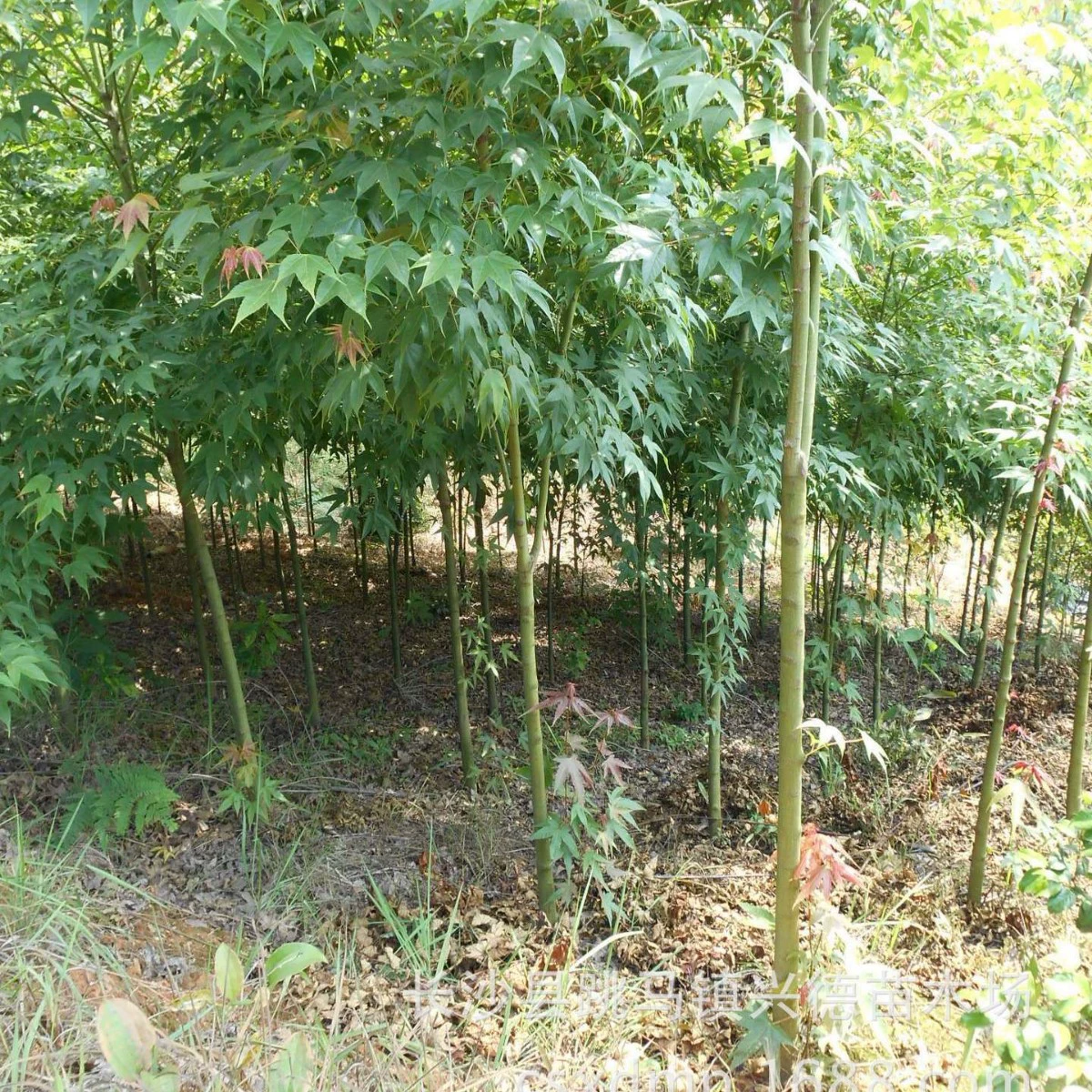 Оптовая продажа зеленого клена, саженцы зеленого клена, пятиконечного клена, специальные продукты Хунань, оптовая продажа в больших количествах