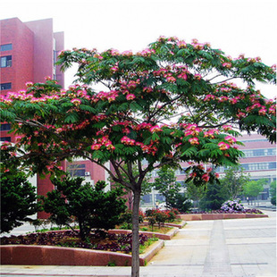 Albizia Julibrissin Saplings Velvet Flower Saplings Courtyard Seedlings Bonsai Albizia Julibrissin Seedlings Albizia Julibrissin Hibiscus Seedlings Albizia Julibrissin Flower Seedlings Courtyard