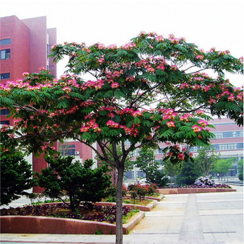 Саженцы акации саженцы бархатных цветов саженцы двора Саженцы бонсай акации саженцы гибискуса саженцы цветов акации двор