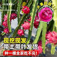 红心火龙果树果苗海南新鲜四季南北方种植盆栽阳台庭院嫁接果树苗