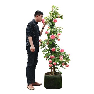 �W���ٱ��¼��ļ��_���Nޱ������������¼�����ͥԺ�̨���Ի�