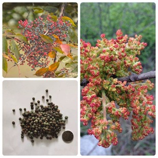 �N����ľ�N���S�Bľ�N���S�Bľ�����·N�ӳ�ѿ�ʸ߮�������5����