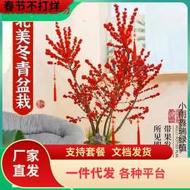 一件代发北美冬青盆栽带红果真花进口老桩绿植花卉盆景室内年宵花