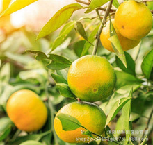 桔子種子橘子苗砂糖橘蜜桔椪柑無籽桔南方北方種植果樹觀賞樹種子