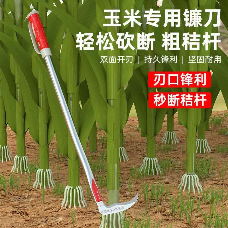 トウモロコシの竿の神器の鎌を切ってトウモロコシの専用のドイツの輸入の農具を切ります。|undefined
