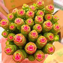 钱串串多肉植物老桩新手好养多肉稀有品种多肉室内大珠盆栽