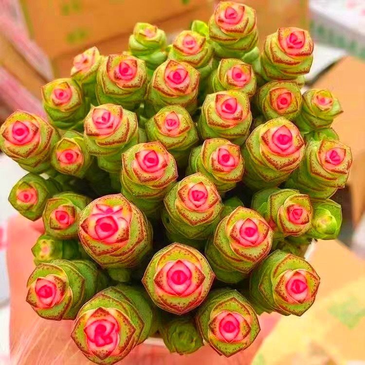 Money String Succulent Plant Old Stump Easy to Care for Beginners Rare Variety Indoor Large Bead Potted Plant