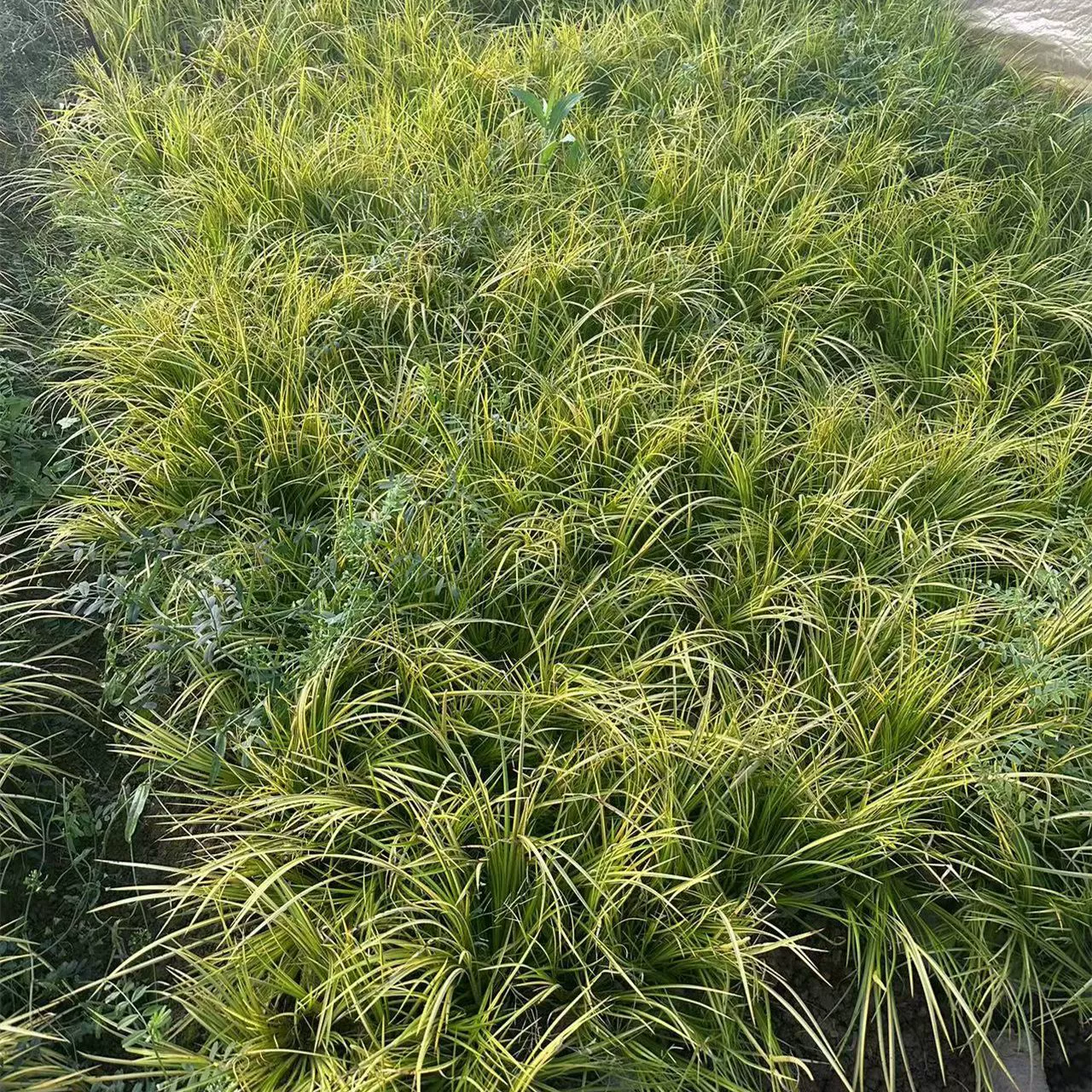 АИР озеленение инженерные саженцы двор озеленение садовые растения Four Seasons Evergreen