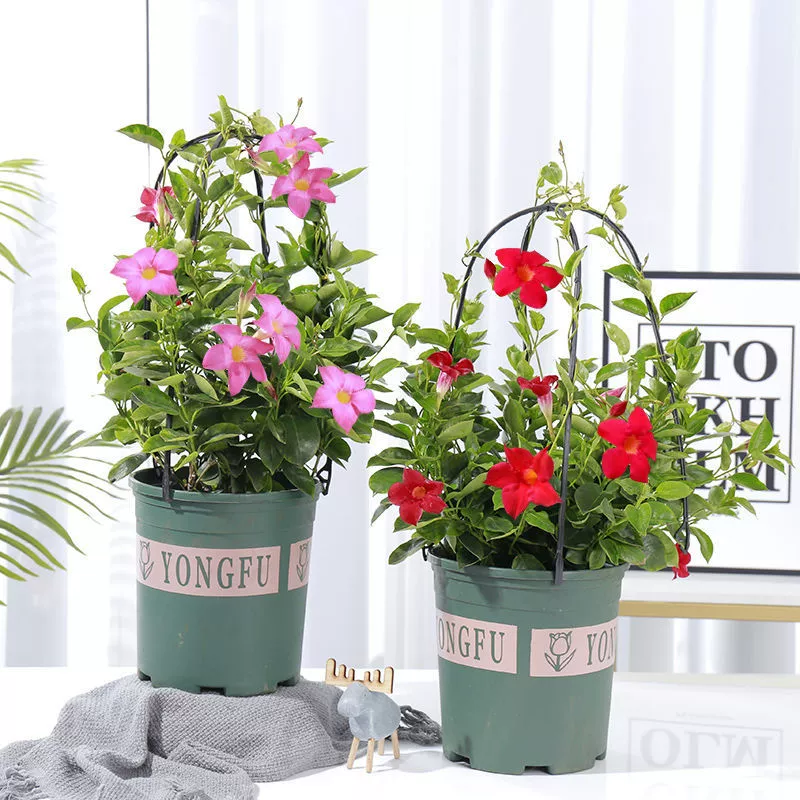 Ароматная лоза Двойное счастье Виноградная лоза Виноградное растение Цветение в горшке Постоянное садовое балконное растение