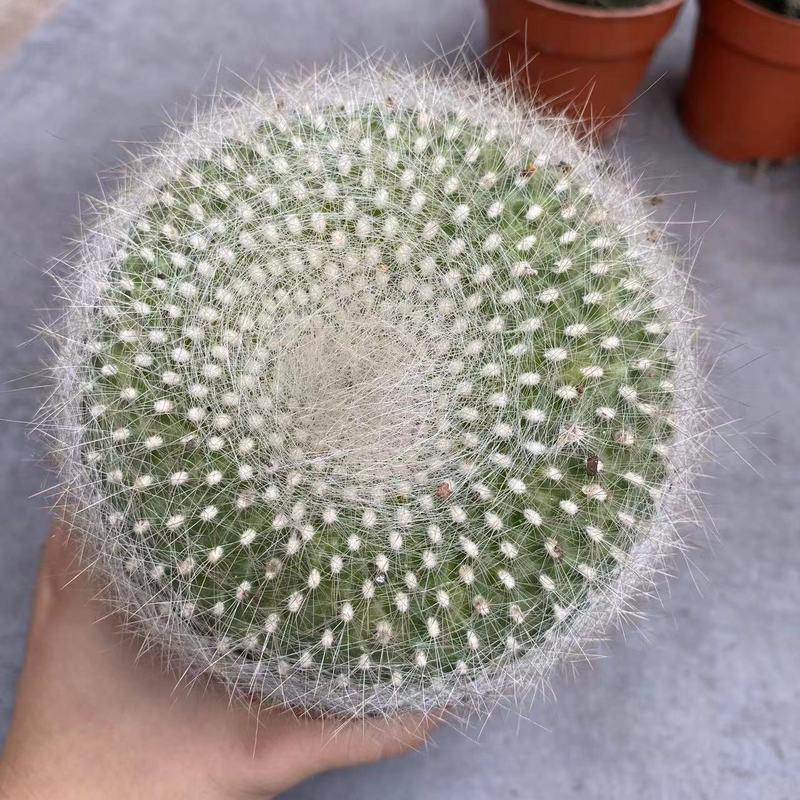 大仙人球コレクション、鉢植えの開花仙人掌、多肉植物、星兜瑞昌玉、玉龍鳳玉、玉翁|undefined
