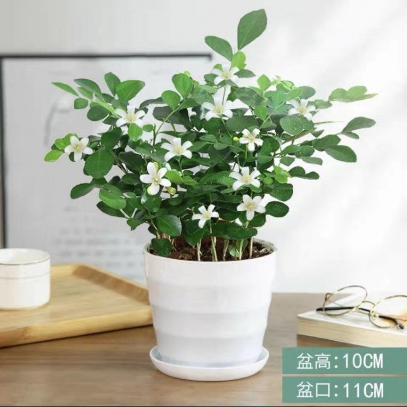 토양배양 [구리향 + 나사대야]